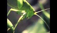 August the 1st, 2014 (Dipping in the macro world)